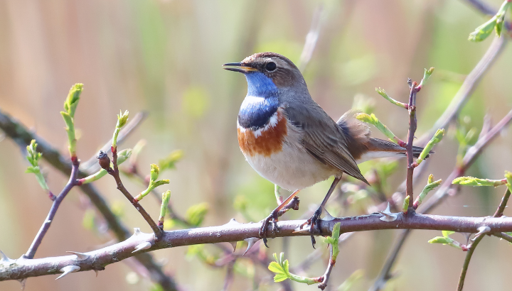 Gorgebleue et compagnie